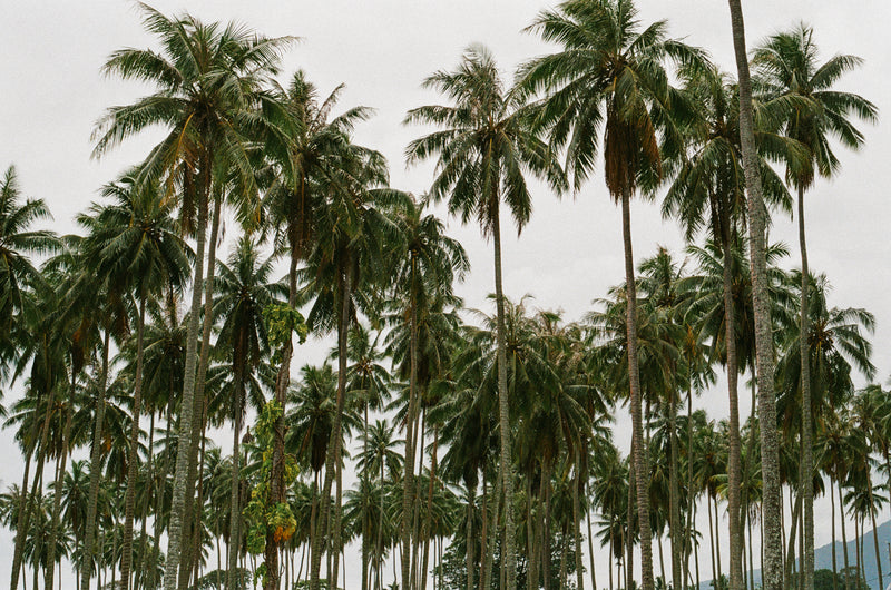 'Tahitian Coconut' - Brooke Berry